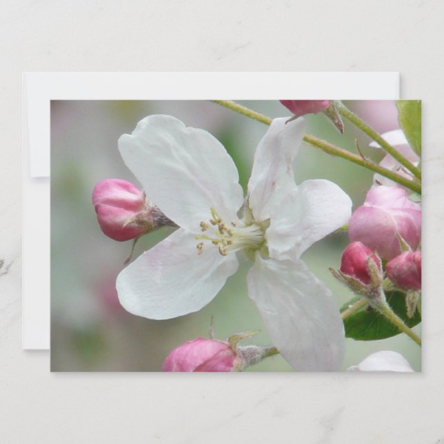 Apple Blossom Invitation (Front)