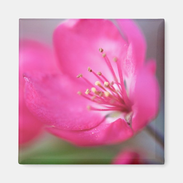 Apple Blossom Magnet (Front)
