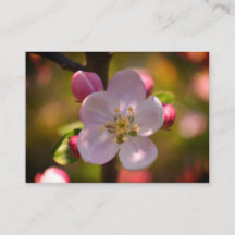 Apple blossom on a blooming branch in spring