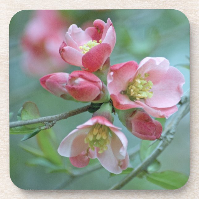 Apple Blossom #P0356 Cork Coaster (Front)