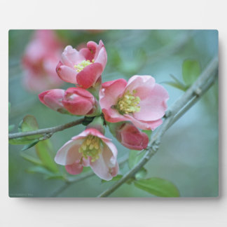 Apple Blossom #P0356 Plaque