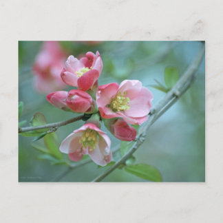 Apple Blossom #P0356 Postcard