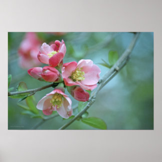Apple Blossom #P0356 Poster