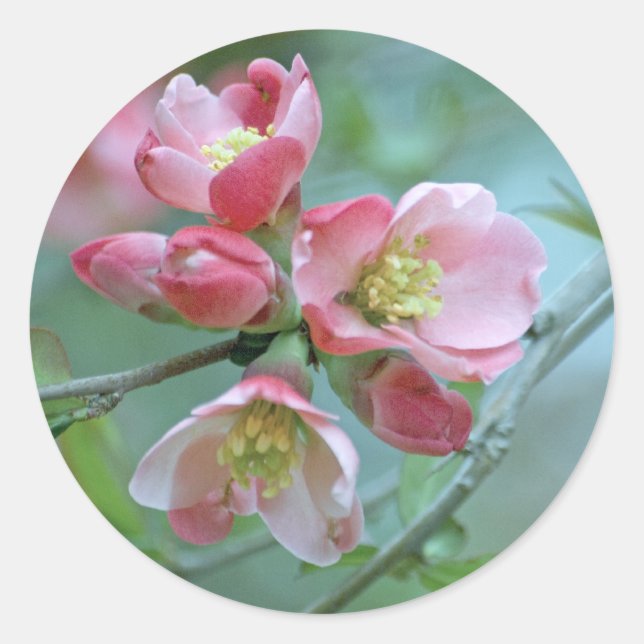 Apple Blossom #P0356 Sticker (Front)