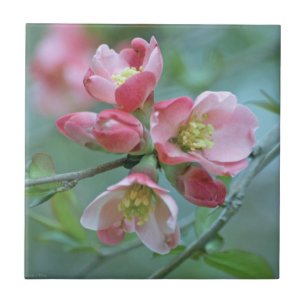 Apple Blossom #P0356 Tile