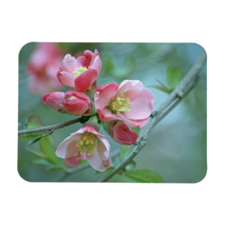 Apple Blossom #P0356 Vinyl Magnet