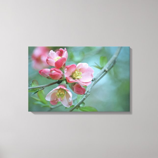 Apple Blossom #P0356 Wrapped Canvas Print (Front)