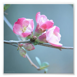 Apple Blossom #P0358 Photo Print