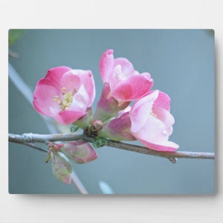 Apple Blossom #P0358 Plaque
