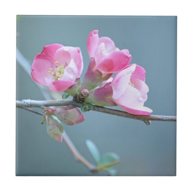 Apple Blossom #P0358 Tile (Front)