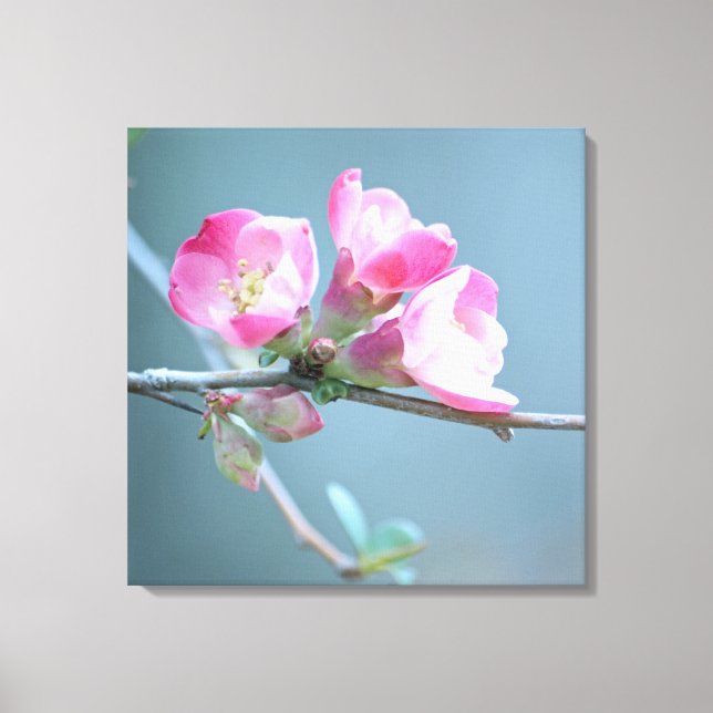 Apple Blossom #P0358 Wrapped Canvas Print (Front)