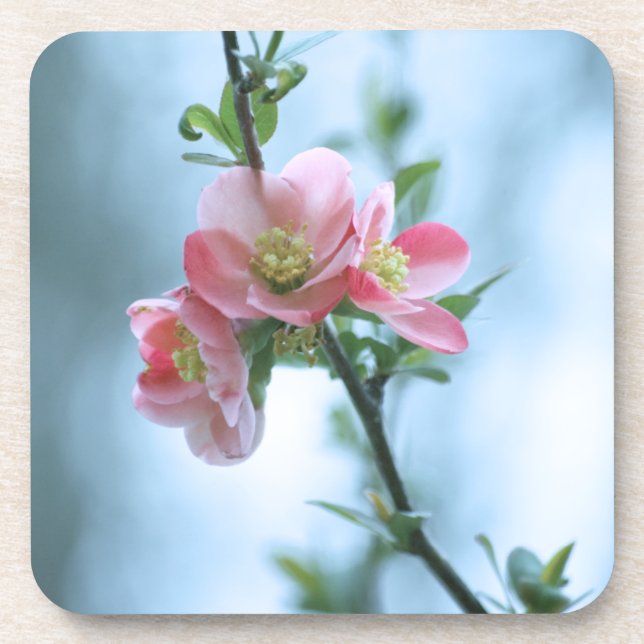 Apple Blossom #P0365 Cork Coaster (Front)