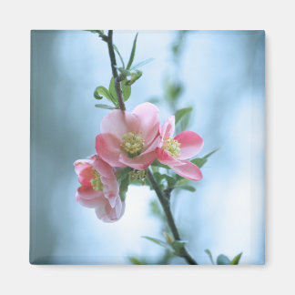 Apple Blossom #P0365 Magnet