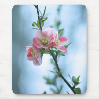 Apple Blossom #P0365 Mousepad