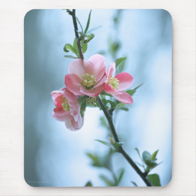 Apple Blossom #P0365 Mousepad (Front)
