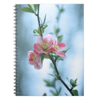 Apple Blossom #P0365 Notebook