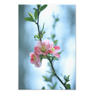 Apple Blossom #P0365 Photo Print