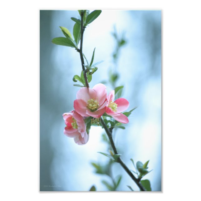 Apple Blossom #P0365 Photo Print (Front)