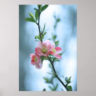 Apple Blossom #P0365 Poster