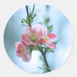 Apple Blossom #P0365 Sticker