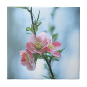 Apple Blossom #P0365 Tile