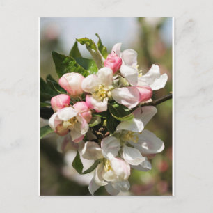 Apple blossom postcard