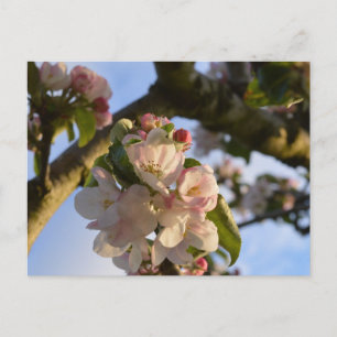 Apple Blossom Postcard