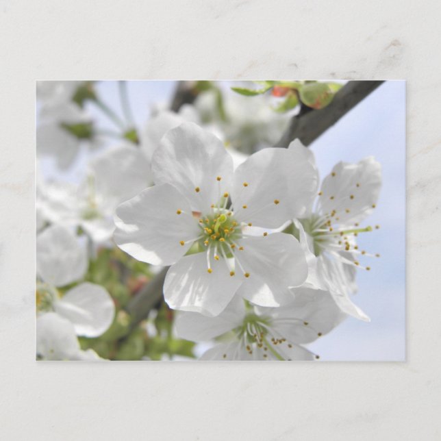 Apple Blossom Postcard (Front)