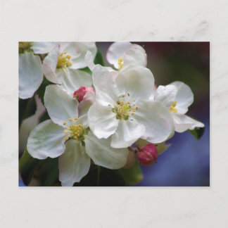 Apple Blossom Postcard