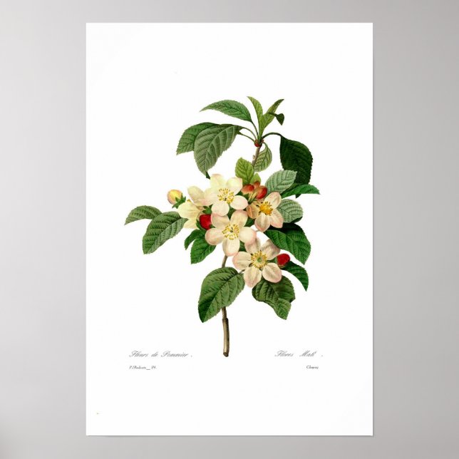Apple blossom poster (Front)