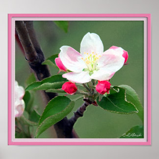 Apple Blossom Poster; Watercolor Impressionistic Poster