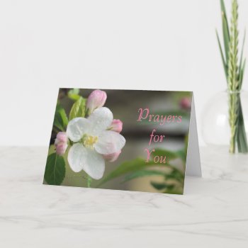 Apple Blossom Prayer Card- Or Any Occasion Holiday Card by MakaraPhotos at Zazzle