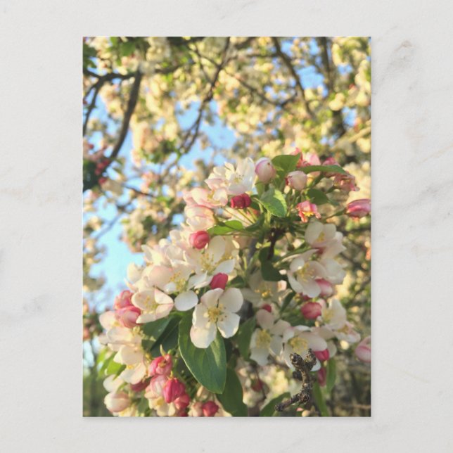Apple Blossom Sunshine Postcard (Front)