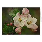Apple Blossom Time (Front Horizontal)