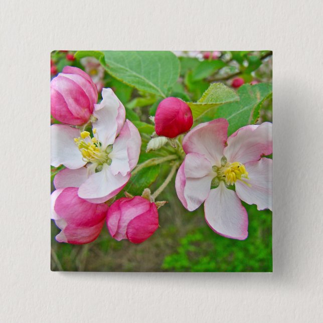 Apple Blossom Time Button (Front)