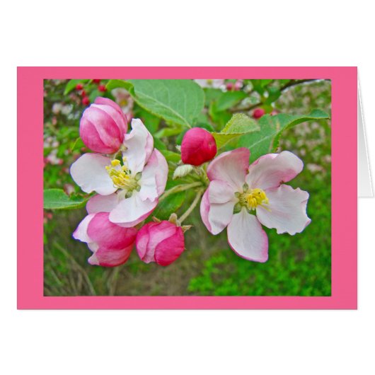 Apple Blossom Time Cards (Front Horizontal)