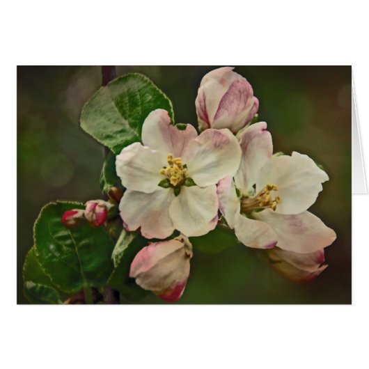 Apple Blossom Time Cards (Front Horizontal)