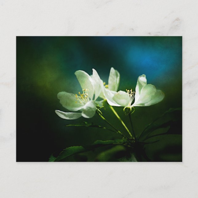 Apple Blossom - Two Flowers Postcard (Front)