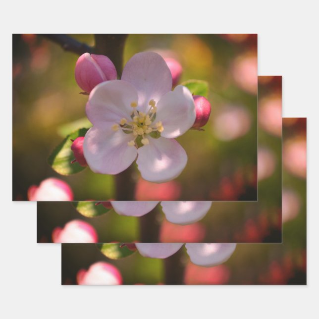 Apple Blossom Wrapping Paper Sheets (Set)