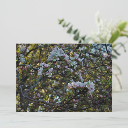 Apple Blossoms (Standing Front)