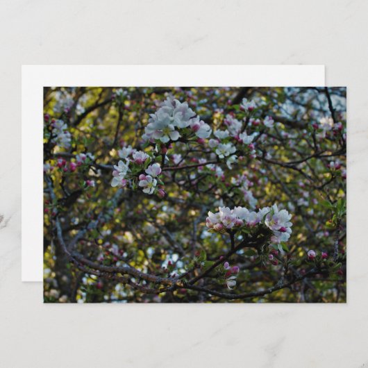 Apple Blossoms (Front/Back)