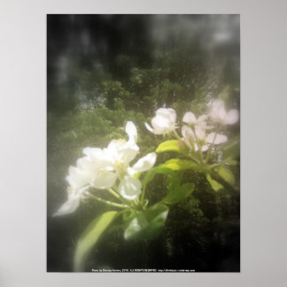 apple blossoms #2, focal black and white poster