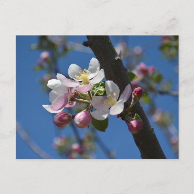 Apple blossoms - A blooming branch of apple tree  Postcard (Front)