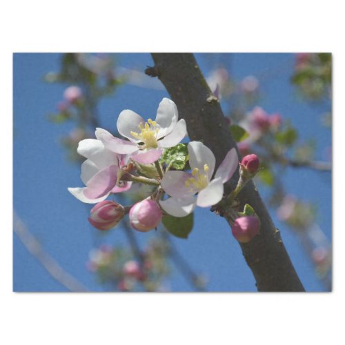 Apple blossoms _ A blooming branch of apple tree Tissue Paper