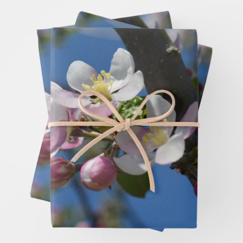 Apple blossoms _ A blooming branch of apple tree  Wrapping Paper Sheets