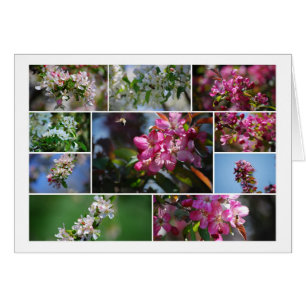 Apple Blossoms and Honey Bees Cards