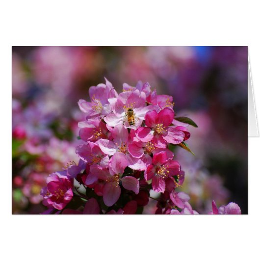 Apple Blossoms and Honeybee Cards (Front Horizontal)