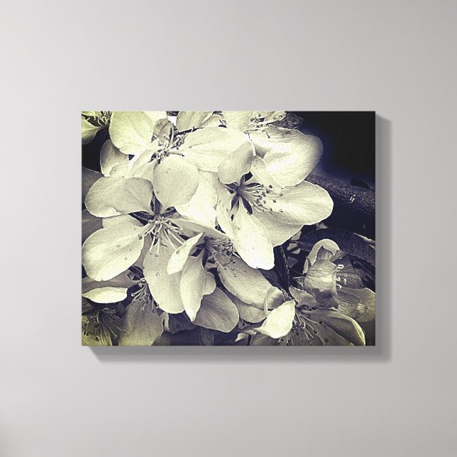 Apple Blossoms Black And White   Canvas Print (Front)