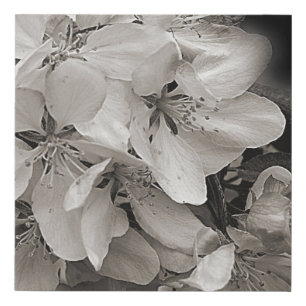 Apple Blossoms Black And White    Faux Canvas Print