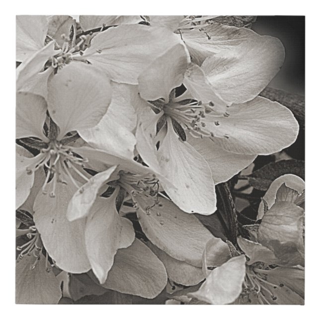 Apple Blossoms Black And White    Faux Canvas Print (Front)